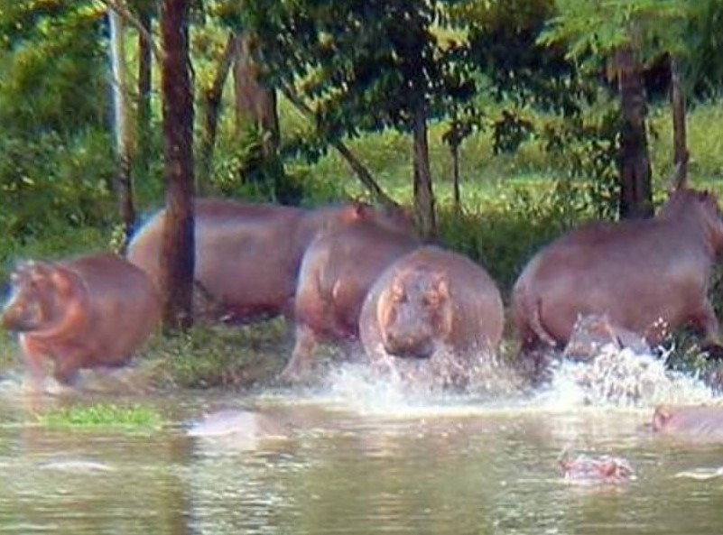 La situación de la población de hipopótamos que deambula a lo largo del río Magdalena, así como las condiciones de fauna silvestre institucionalizada, o en cautiverio será el tema de debate en la Comisión Quinta del Senado
