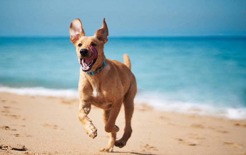 Una excelente noticia recibieron del Senado las personas que gozan y benefician de la compañía de animales domésticos. La Plenaria aprobó por mayoría absoluta, 70 votos a favor y cero en contra, el informe de conciliación de la Comisión Accidental del proyecto de ley que evita que las mascotas sean separadas de sus dueños por decisiones judiciales.