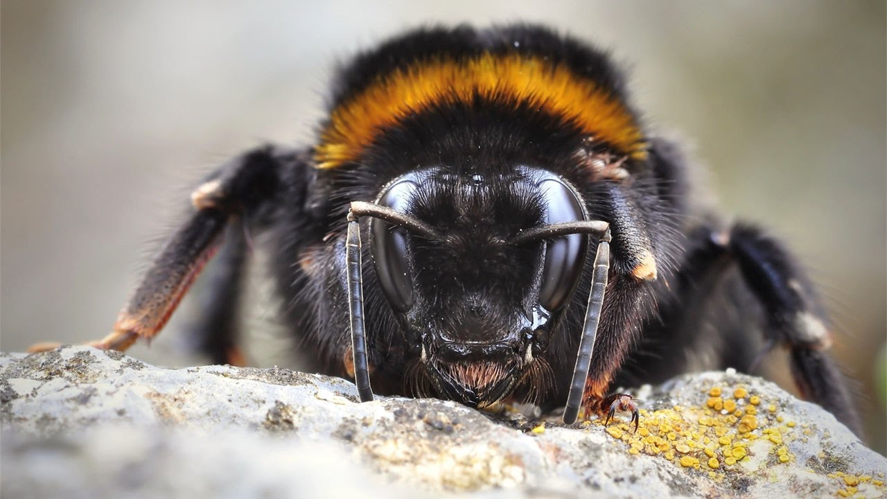 Para los expertos en pesticidas, los resultados del estudio no son una sorpresa. "El sulfoxaflor es también una neurotoxina sistémica, es absorbido por las plantas y tiene un efecto en los insectos similar al de los neonicotinoides ahora prohibidos en la UE", dice la experta en pesticidas y abejas Corinna Hölzel, de la organización ambiental BUND.
