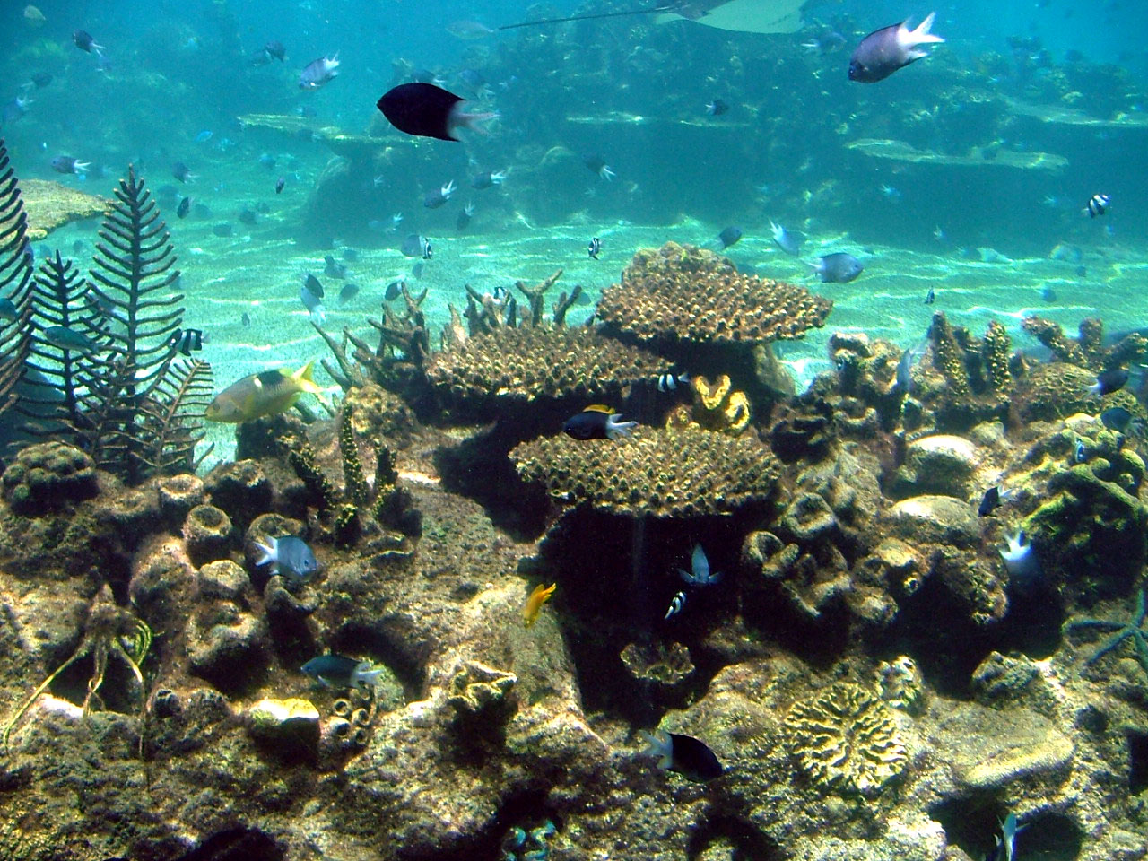 Los corales a punto de desaparecer si o se asume una defensa de uno de los elementos más importantes de la vida marina.