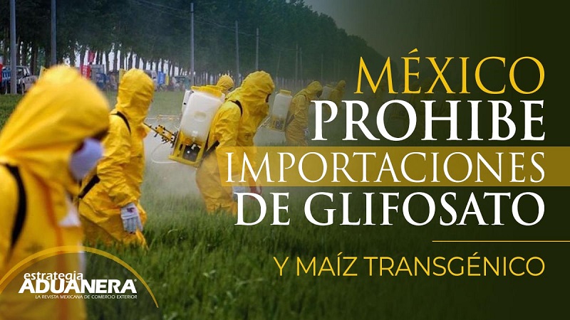 El Gobierno de México planea una revolución agrícola y prohíbe el glifosato y el maíz modificado genéticamente a partir de 2024. Bayer-Monsanto quiere impedirlo y se basa en el acuerdo de libre comercio T-MEC.