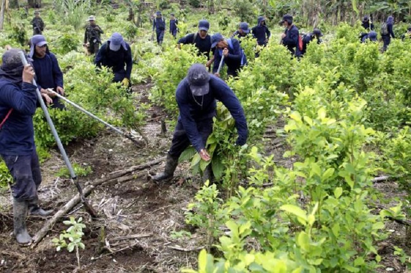 Destaca el gobierno estadounidense que los esfuerzos adelantados por Colombia en la lucha contra los cultivos ilícitos y tráfico de drogas en el 2020 son “sorprendentes”, al referirse a las restricciones y retos del país suramericano en medio de la pandemia del COVID 19.