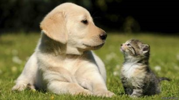 El Representante del Centro Democrático, Edward Rodríguez, autor de la iniciativa aseguró, que la cédula para la identificación de animales de compañía, será una herramienta valiosa que permitirá la búsqueda y ubicación expedita de las mascotas en casos de extravío, abandono, o robo. 