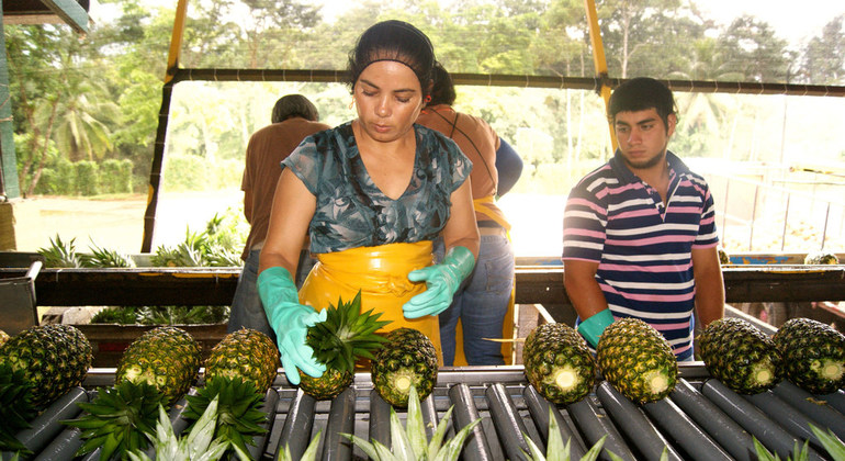 El aumento de salarios a nivel mundial cayó a su tasa más baja desde 2008, muy por debajo de los niveles anteriores a la crisis financiera mundial y las mujeres siguen ganando menos que los hombres, asegura un nuevo Informe de la Organización Internacional del Trabajo (OIT).