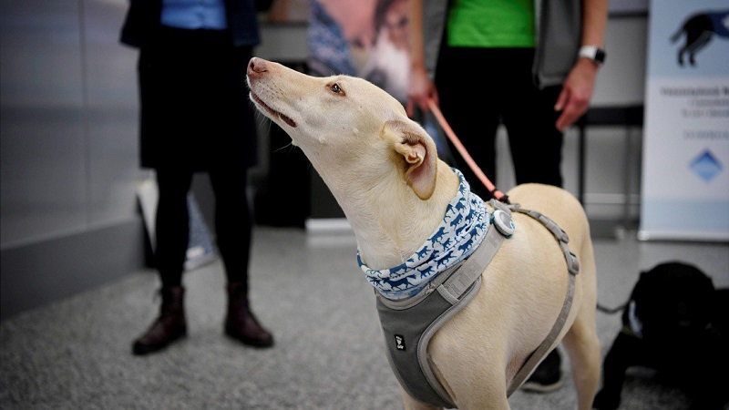 Especialistas de la Escuela Superior de Veterinaria de Hannover, al norte de Alemania, aseguran haber desarrollado un adiestramiento que permite a sus perros olfatear el Covid-19 en muestras de saliva humana, con un 94 % de precisión.