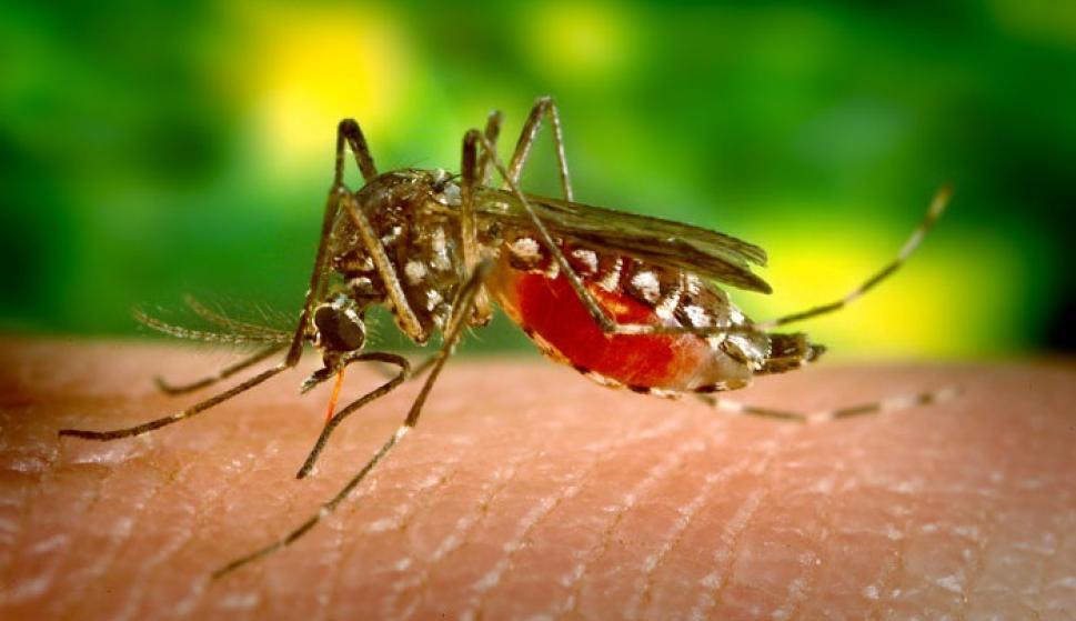 El paludismo, o malaria, es una enfermedad potencialmente mortal causada por parásitos que se transmiten al ser humano por la picadura de mosquitos .